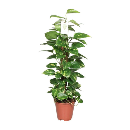 Gouden Pothos Plant - ↕80cm - Ø19 - Sierplantenshop