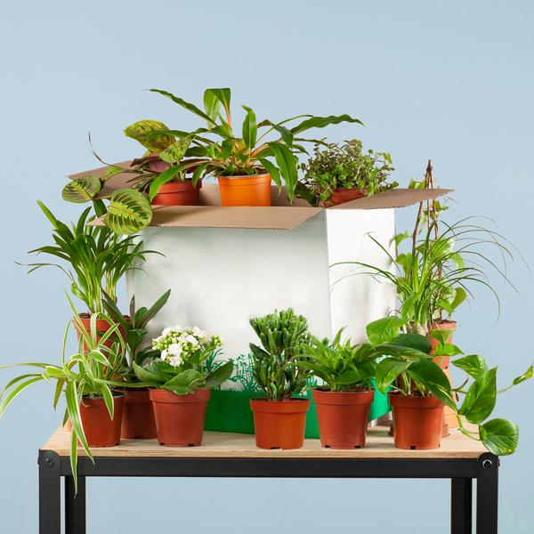 Groene Kneusjesbox (12 stuks) - Sierplantenshop