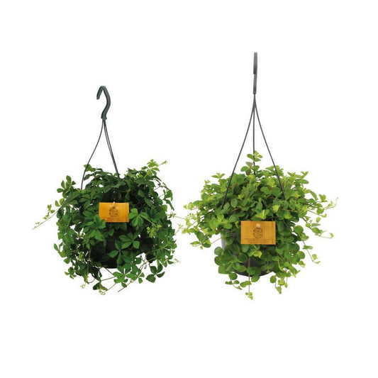 Hangplant duo - 2 stuks - ↨25cm - Ø14 - Sierplantenshop