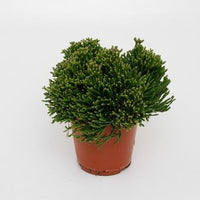 Hatiora Salicorniodes - Ø12cm - ↕15cm - Sierplantenshop