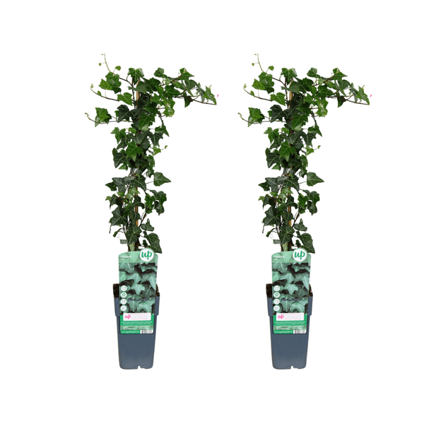 Hedera helix - 2 stuks - Ø15cm - ↕65cm - Sierplantenshop