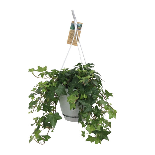 Hedera Helix Groen - Hangpot Wit / Basic ↕25cm - Ø17 - Sierplantenshop