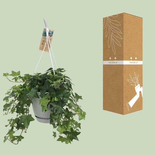 Hedera Helix Groen - Hangpot Wit / Basic ↕25cm - Ø17 - Sierplantenshop