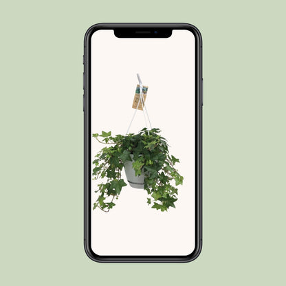 Hedera Helix Groen - Hangpot Wit / Basic ↕25cm - Ø17 - Sierplantenshop