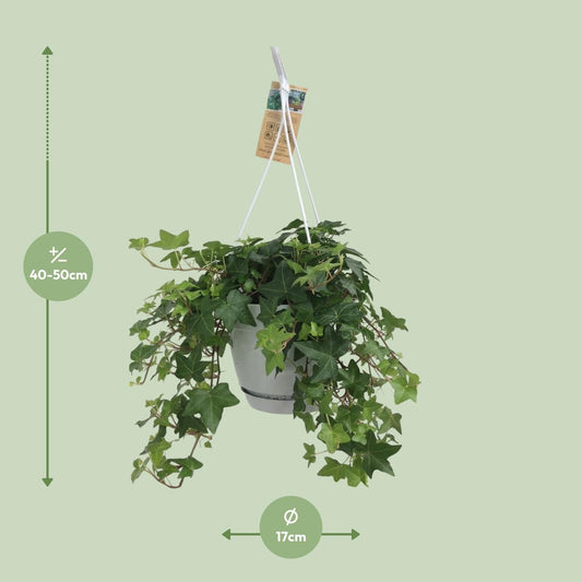 Hedera Helix Groen - Hangpot Wit / Basic ↕25cm - Ø17 - Sierplantenshop