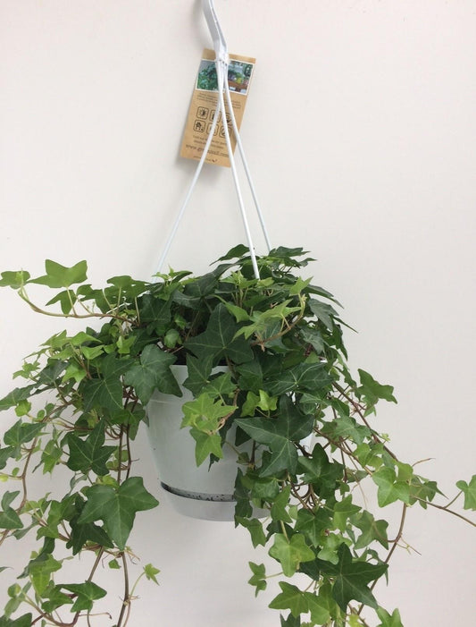 Hedera Helix Groen - Hangpot Wit / Basic ↕25cm - Ø17 - Sierplantenshop