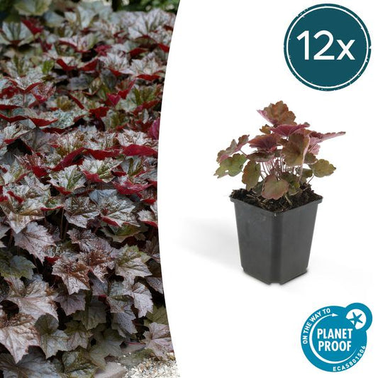 Heuchera mic. 'Palace Purple' - 12x - ↕15cm - Ø9 Vaste plant - Sierplantenshop - Sierplantenshop