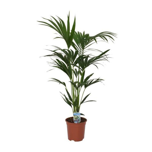 Howea forsteriana - ↨120cm - Ø21 - Sierplantenshop