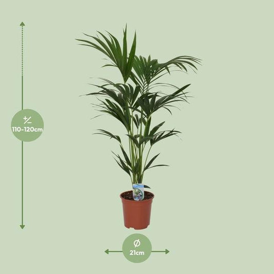 Howea forsteriana - ↨120cm - Ø21 - Sierplantenshop