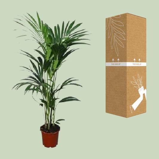 Howea forsteriana - ↨120cm - Ø24 - Sierplantenshop