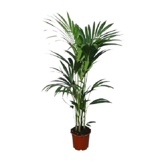 Howea forsteriana - ↨120cm - Ø24 - Sierplantenshop