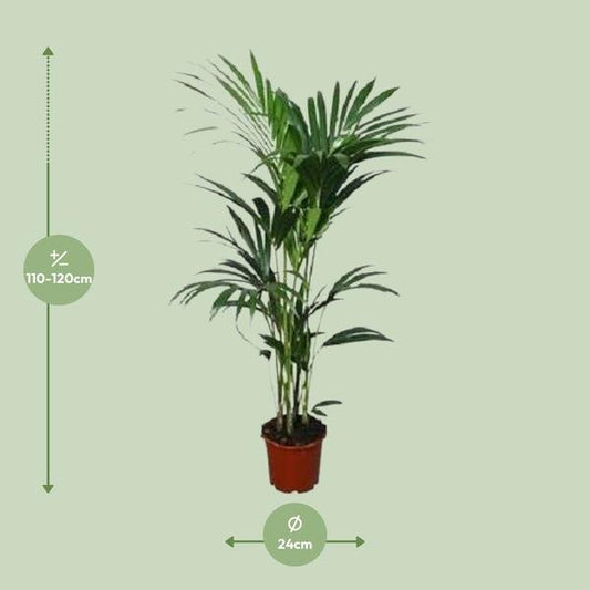 Howea forsteriana - ↨120cm - Ø24 - Sierplantenshop