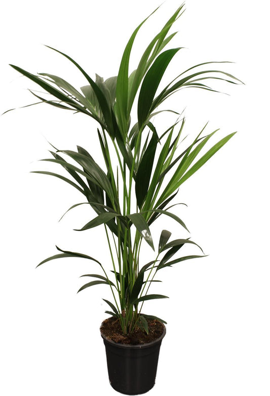 Howea Forsteriana (Kentia) - ↕100cm - Ø21 - Sierplantenshop