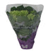 hydrangea hortensia wit 1