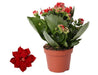 Kalanchoe Rosalina Don Justino Rood - Ø12cm - ↕27cm - Sierplantenshop