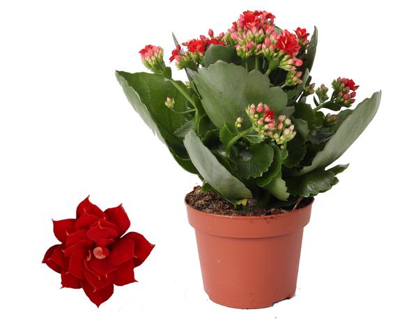 Kalanchoe Rosalina Don Justino Rood - Ø12cm - ↕27cm - Sierplantenshop