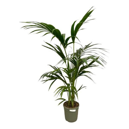 Kentia Palm - 130 cm - Ø21cm - Sierplantenshop