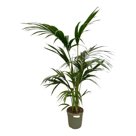 Kentia Palm - 130 cm - Ø21cm - Sierplantenshop