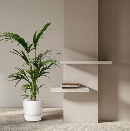 Kentia Palm - 130 cm - Ø21cm - Sierplantenshop