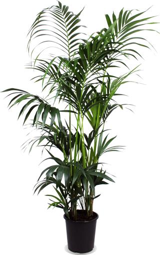 Kentia Palm - ↕160cm - Ø27 - Sierplantenshop