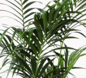 Kentia Palm - ↕160cm - Ø27 - Sierplantenshop