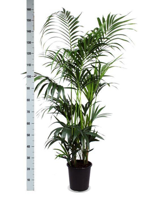 Kentia Palm - ↕160cm - Ø27 - Sierplantenshop