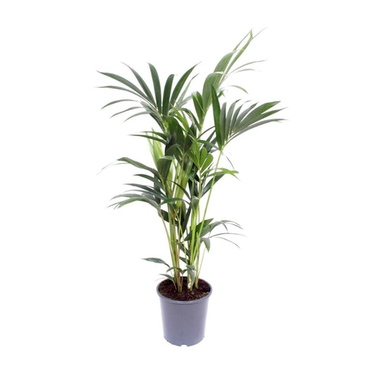 Kentia Palm - Howea Forsteriana ↕120cm - Ø21 - Sierplantenshop