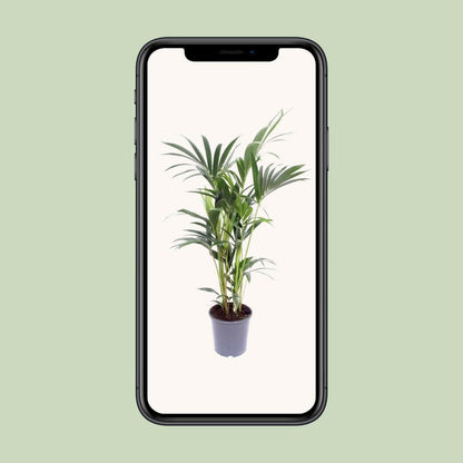 Kentia Palm - Howea Forsteriana - ↕75cm - Ø17 - Sierplantenshop