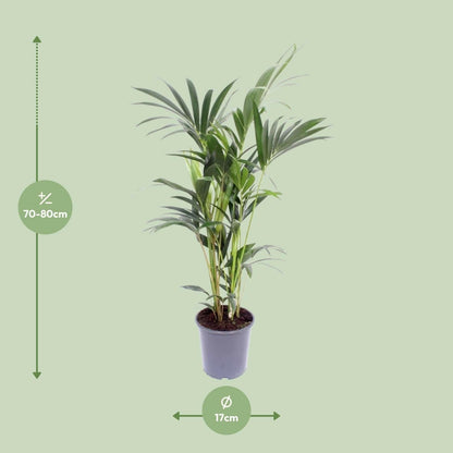 Kentia Palm - Howea Forsteriana - ↕75cm - Ø17 - Sierplantenshop