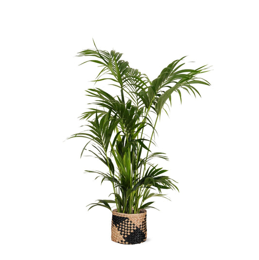 Kentia Palm in Albury BLACK print mand - ↕160cm - Ø27 - Sierplantenshop