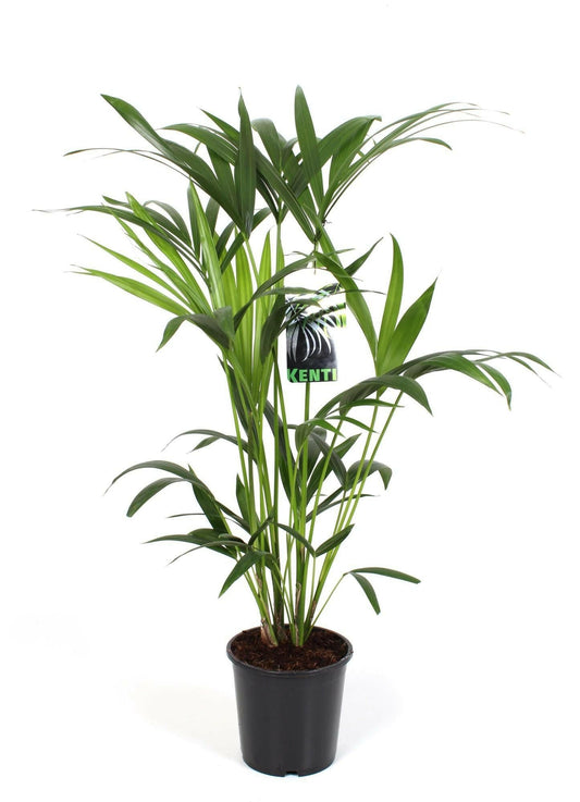 Kentiapalm - Howea Forsteriana - ↕80cm - Ø19 - Sierplantenshop