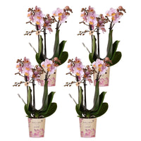 Kolibri Orchids | COMBI DEAL van 4 Roze phalaenopsis orchideeën - Andorra - potmaat Ø9cm | bloeiende kamerplant - vers van de kweker - Sierplantenshop