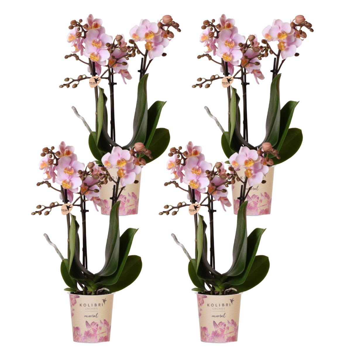 Kolibri Orchids | COMBI DEAL van 4 Roze phalaenopsis orchideeën - Andorra - potmaat Ø9cm | bloeiende kamerplant - vers van de kweker - Sierplantenshop