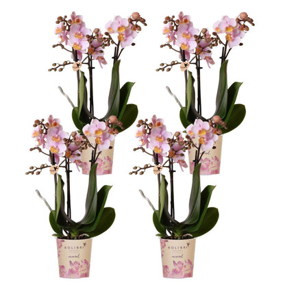 Kolibri Orchids | COMBI DEAL van 4 Roze phalaenopsis orchideeën - Andorra - potmaat Ø9cm | bloeiende kamerplant - vers van de kweker - Sierplantenshop