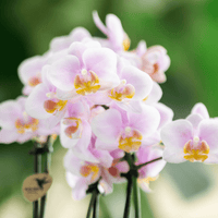 Kolibri Orchids | COMBI DEAL van 4 Roze phalaenopsis orchideeën - Andorra - potmaat Ø9cm | bloeiende kamerplant - vers van de kweker - Sierplantenshop
