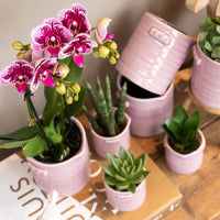 Kolibri Orchids | Roze paarse phalaenopsis orchidee - El Salvador - potmaat Ø9cm | bloeiende kamerplant - vers van de kweker - Sierplantenshop