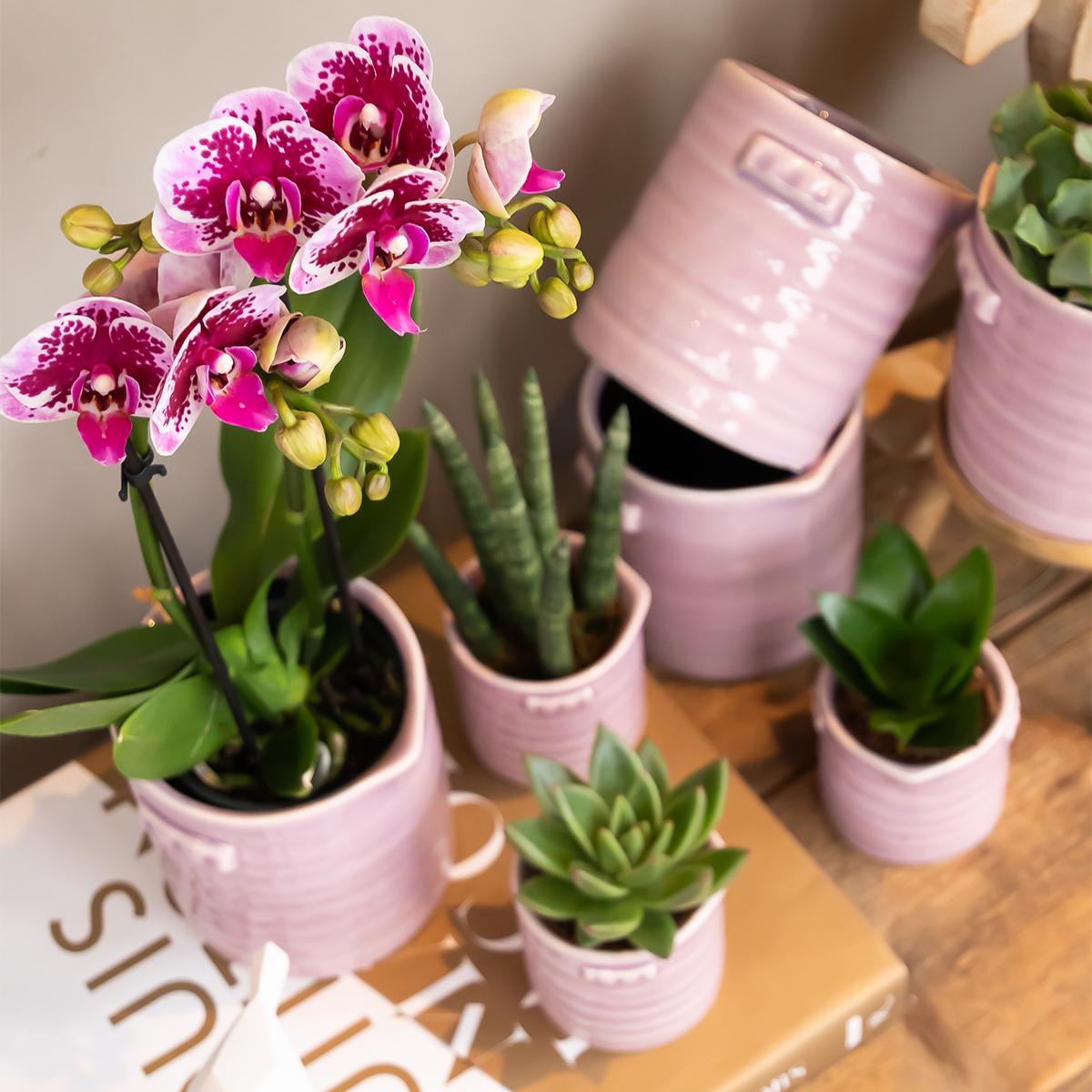 Kolibri Orchids | Roze paarse phalaenopsis orchidee - El Salvador - potmaat Ø9cm | bloeiende kamerplant - vers van de kweker - Sierplantenshop