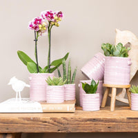Kolibri Orchids | Roze paarse phalaenopsis orchidee - El Salvador - potmaat Ø9cm | bloeiende kamerplant - vers van de kweker - Sierplantenshop