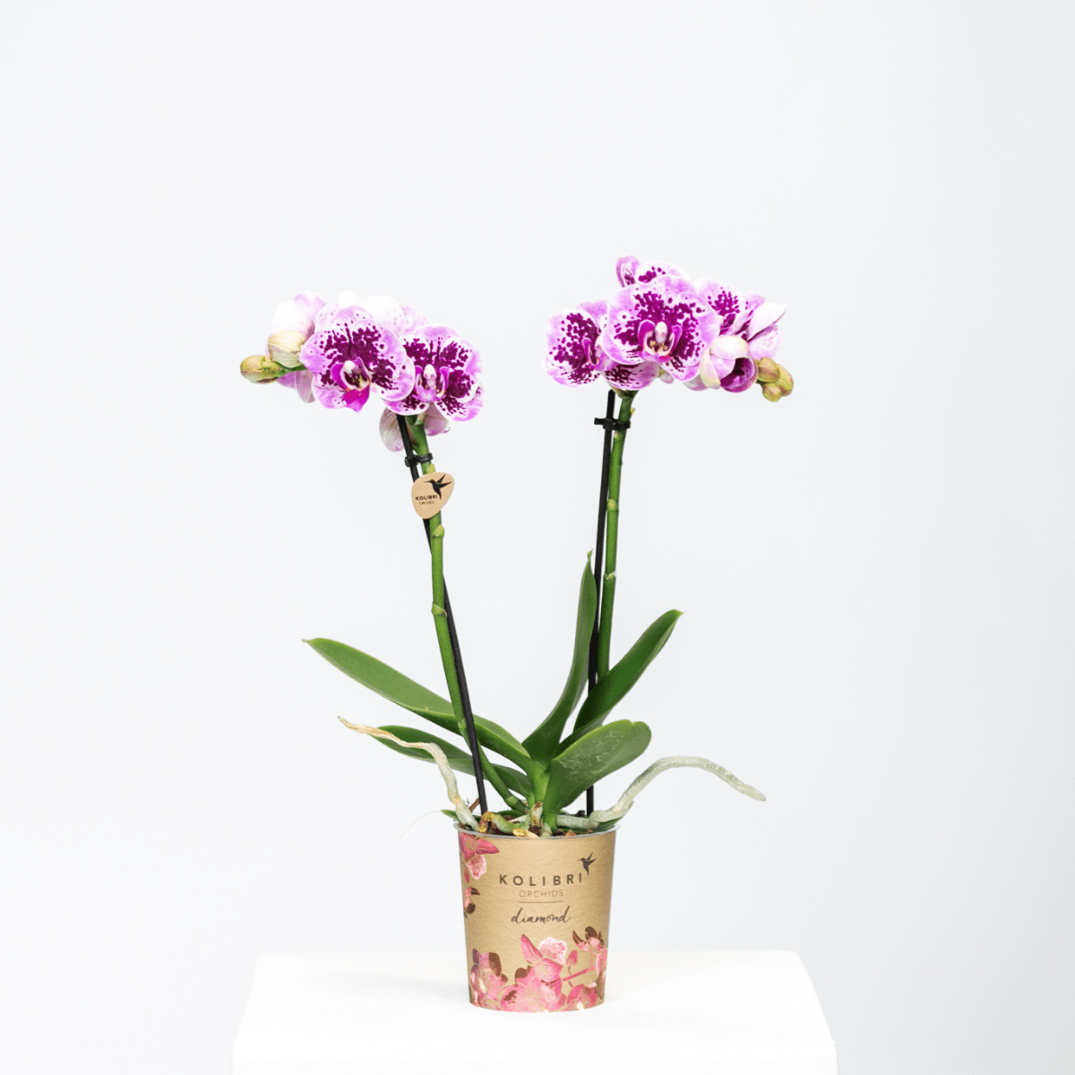 Kolibri Orchids | Roze paarse phalaenopsis orchidee - El Salvador - potmaat Ø9cm | bloeiende kamerplant - vers van de kweker - Sierplantenshop