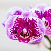 Kolibri Orchids | Roze paarse phalaenopsis orchidee - El Salvador - potmaat Ø9cm | bloeiende kamerplant - vers van de kweker - Sierplantenshop