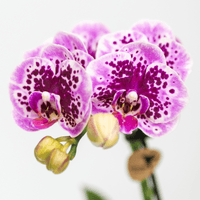 Kolibri Orchids | Roze paarse phalaenopsis orchidee - El Salvador - potmaat Ø9cm | bloeiende kamerplant - vers van de kweker - Sierplantenshop
