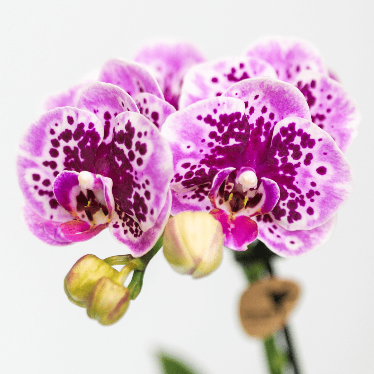 Kolibri Orchids | Roze paarse phalaenopsis orchidee - El Salvador - potmaat Ø9cm | bloeiende kamerplant - vers van de kweker - Sierplantenshop
