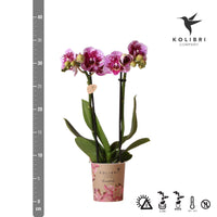 Kolibri Orchids | Roze paarse phalaenopsis orchidee - El Salvador - potmaat Ø9cm | bloeiende kamerplant - vers van de kweker - Sierplantenshop