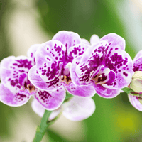 Kolibri Orchids | Roze paarse phalaenopsis orchidee - El Salvador - potmaat Ø9cm | bloeiende kamerplant - vers van de kweker - Sierplantenshop