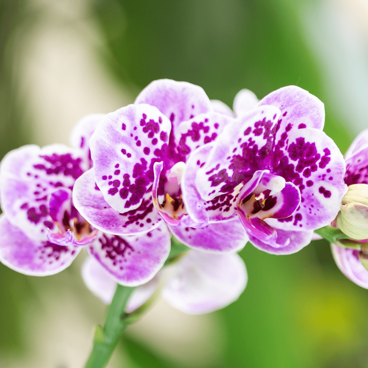 Kolibri Orchids | Roze paarse phalaenopsis orchidee - El Salvador - potmaat Ø9cm | bloeiende kamerplant - vers van de kweker - Sierplantenshop