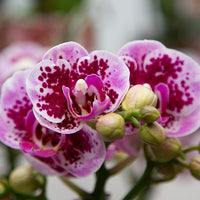 Kolibri Orchids | Roze paarse phalaenopsis orchidee - El Salvador - potmaat Ø9cm | bloeiende kamerplant - vers van de kweker - Sierplantenshop