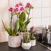Kolibri Orchids | Roze paarse phalaenopsis orchidee - El Salvador - potmaat Ø9cm | bloeiende kamerplant - vers van de kweker - Sierplantenshop