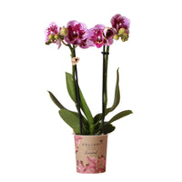Kolibri Orchids | Roze paarse phalaenopsis orchidee - El Salvador - potmaat Ø9cm | bloeiende kamerplant - vers van de kweker - Sierplantenshop