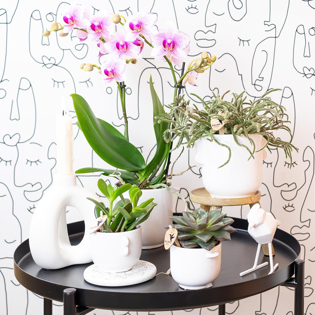 Kolibri Orchids | Roze Phalaenopsis orchidee - Mineral Rotterdam - potmaat Ø9cm | bloeiende kamerplant - vers van de kweker - Sierplantenshop