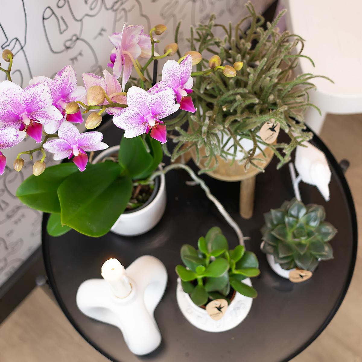 Kolibri Orchids | Roze Phalaenopsis orchidee - Mineral Rotterdam - potmaat Ø9cm | bloeiende kamerplant - vers van de kweker - Sierplantenshop